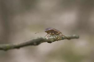 brown insect on a leafless twig against a beige background in spring photo