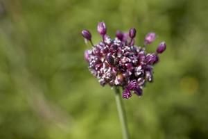 purple flower in a meadow in close-up on a warm summer day photo