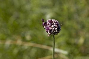 púrpura flor en un prado en de cerca en un calentar verano día foto