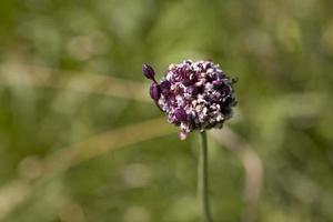 púrpura flor en un prado en de cerca en un calentar verano día foto