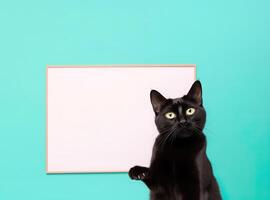 A cute black cat with blank whiteboard on isolated green color background, playful and adorable pet, photo