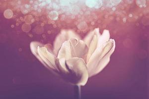 delicate spring yellow single tulip in close-up on background with bokeh photo