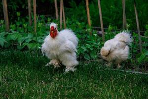 purebred hens on the green grass in the garden on a summer day organic farming photo