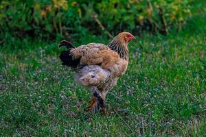 purebred hens on the green grass in the garden on a summer day organic farming photo