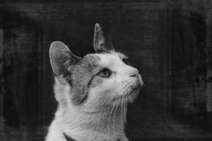 hermosa retrato de un blanco gris rojo peludo gato en un negro antecedentes foto
