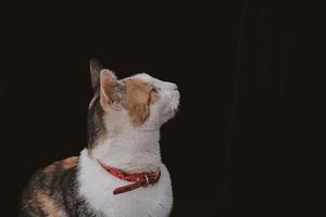 hermosa retrato de un blanco gris rojo peludo gato en un negro antecedentes foto