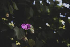 purple flower on a tree on a summer day in spain against a background of green leaves photo