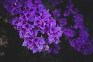 delicate pink bougainvillea flower on a tree on a warm spring day photo