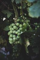 ripe big green grapes on the vine on a warm day photo