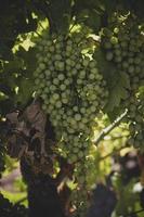 ripe big green grapes on the vine on a warm day photo