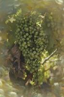 ripe big green grapes on the vine on a warm day photo