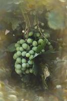 maduro grande verde uvas en el vino en un calentar día foto