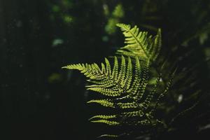 original green fern leaves on a dark background in the forest on a summer day photo