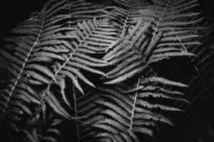 original green fern leaves on a dark background in the forest on a summer day photo