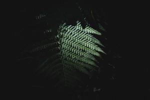 original green fern leaves on a dark background in the forest on a summer day photo