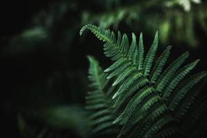 original green fern leaves on a dark background in the forest on a summer day photo