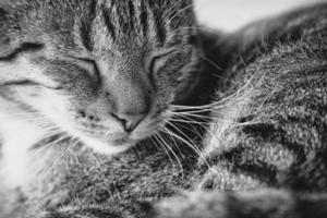 tired gray tabby cat in close-up photo