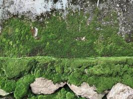 Closeup Old grunge crack grey concrete or cement wall texture background with green moss and rock or stone wall at the bottom photo