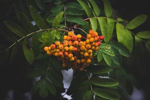 red rowan on a background of green leaves in close-up on a warm summer day photo