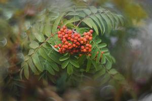 red rowan on a background of green leaves in close-up on a warm summer day with bokeh photo