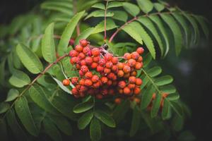 red rowan on a background of green leaves in close-up on a warm summer day photo