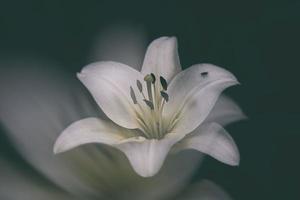 blanco delicado lirio flor en oscuro antecedentes foto