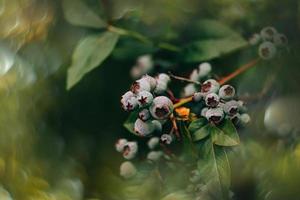 ecological American blueberry on the bush in the garden photo