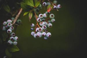 ecológico americano arándano en el arbusto en el jardín foto