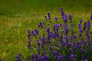 purple lavender on a green background in a garden in closeup photo