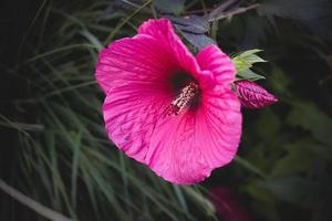grande rosado natural hibisco flor en arbusto en verano día foto