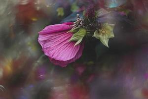 big pink natural hibiscus flower on shrub on summer day photo