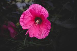 big pink natural hibiscus flower on shrub on summer day photo