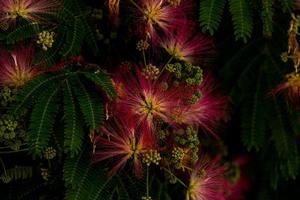 spring flower Albizia julibrissin on a tree on a warm day close-up photo