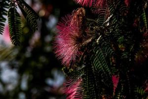 spring flower Albizia julibrissin on a tree on a warm day close-up photo