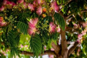 spring flower Albizia julibrissin on a tree on a warm day close-up photo