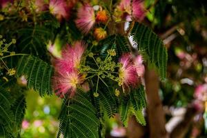 spring flower Albizia julibrissin on a tree on a warm day close-up photo