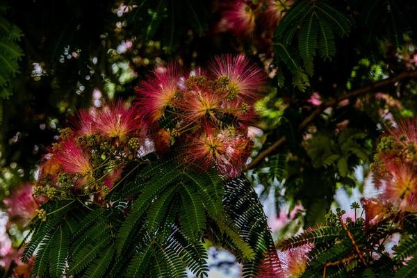 spring flower Albizia julibrissin on a tree on a warm day close-up