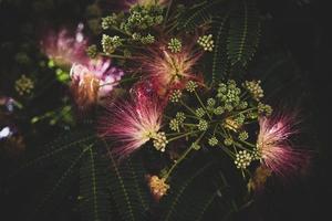 primavera flor albizia julibrissin en un árbol en un calentar día de cerca foto