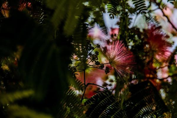 spring flower Albizia julibrissin on a tree on a warm day close-up