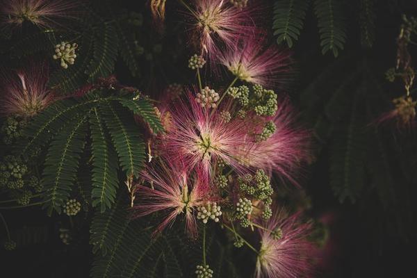 spring flower Albizia julibrissin on a tree on a warm day close-up