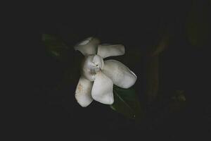 large white magnolia against a background of dark green leaves on a tree in spring day photo