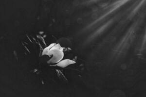 large white magnolia against a background of dark green leaves on a tree in spring day photo