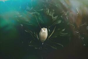 large white magnolia against a background of dark green leaves on a tree in spring day photo