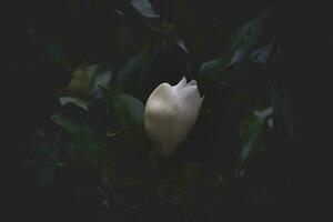 large white magnolia against a background of dark green leaves on a tree in spring day photo