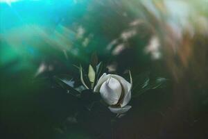 large white magnolia against a background of dark green leaves on a tree in spring day photo