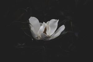 large white magnolia against a background of dark green leaves on a tree in spring day photo