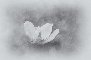 large white magnolia against a background of dark green leaves on a tree in spring day photo