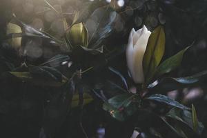 large white magnolia against a background of dark green leaves on a tree in spring day photo