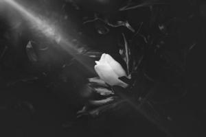 large white magnolia against a background of dark green leaves on a tree in spring day photo