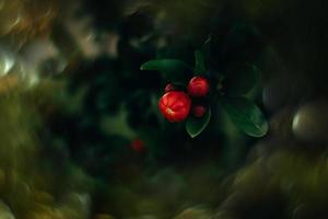 red pomegranate flower on a tree in the garden on a spring day against a green background photo